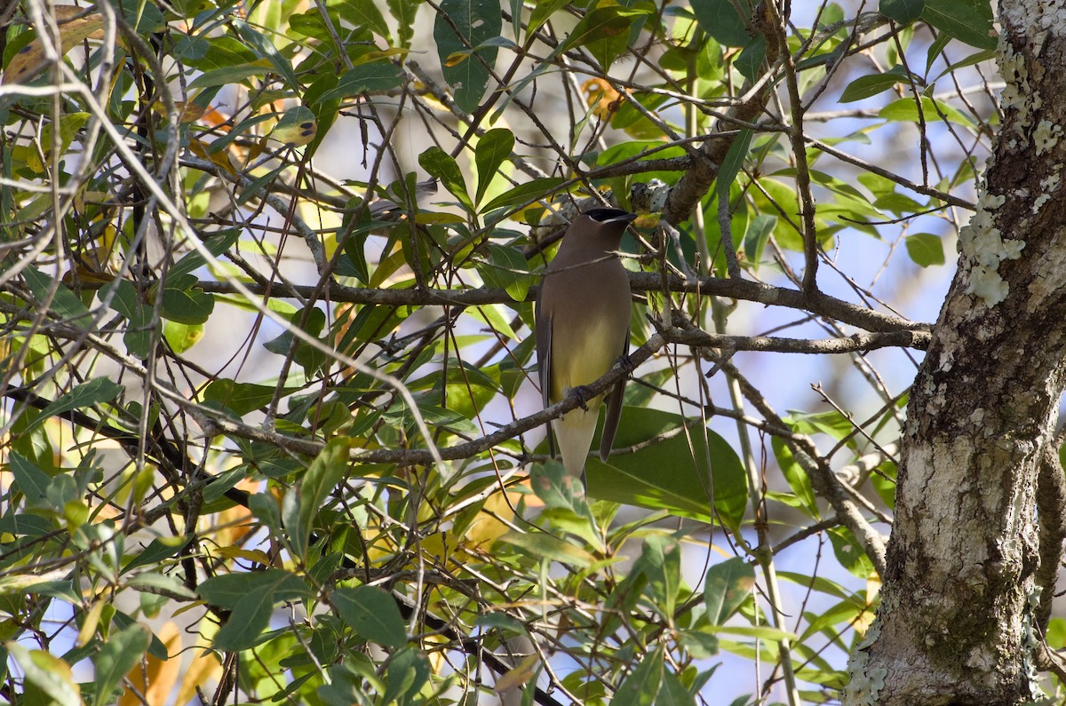Cedar Waxwing - ML646851314