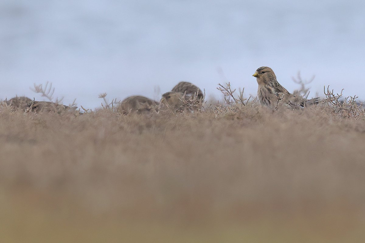 キバシヒワ - ML646851315