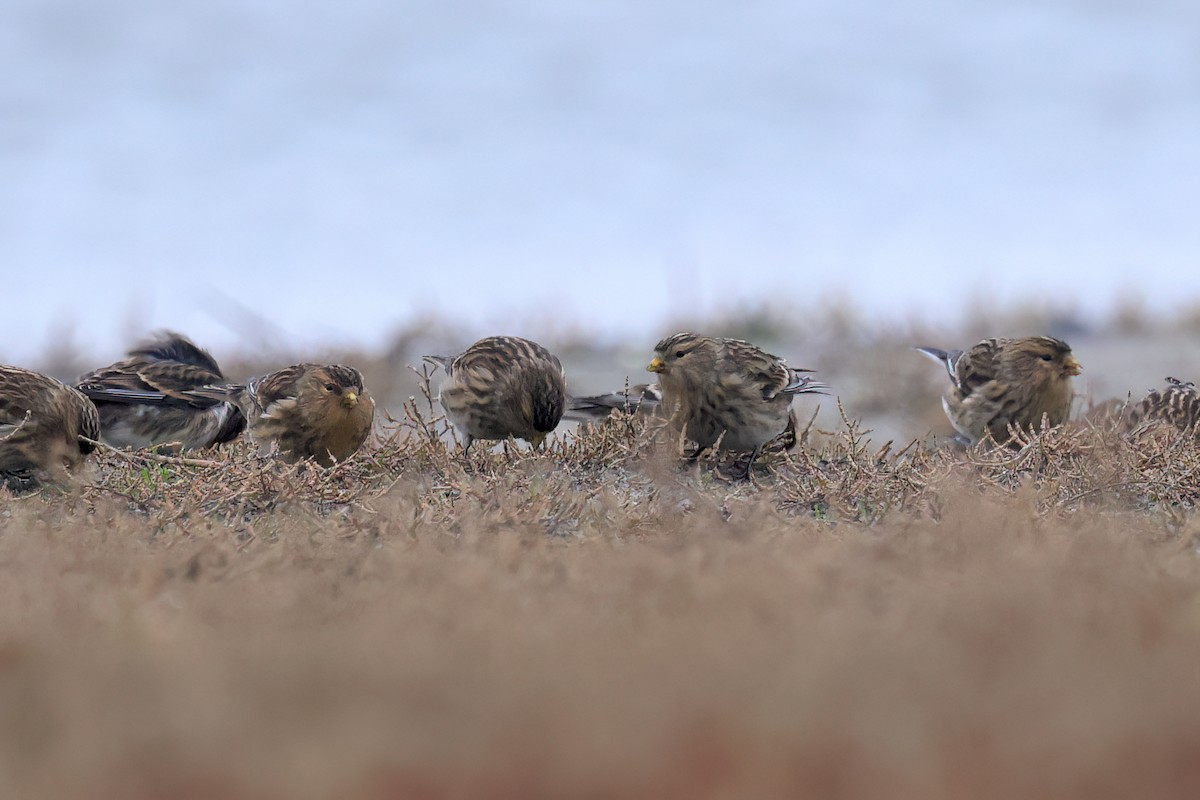 キバシヒワ - ML646851316