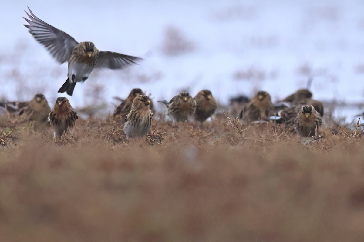 キバシヒワ - ML646851317