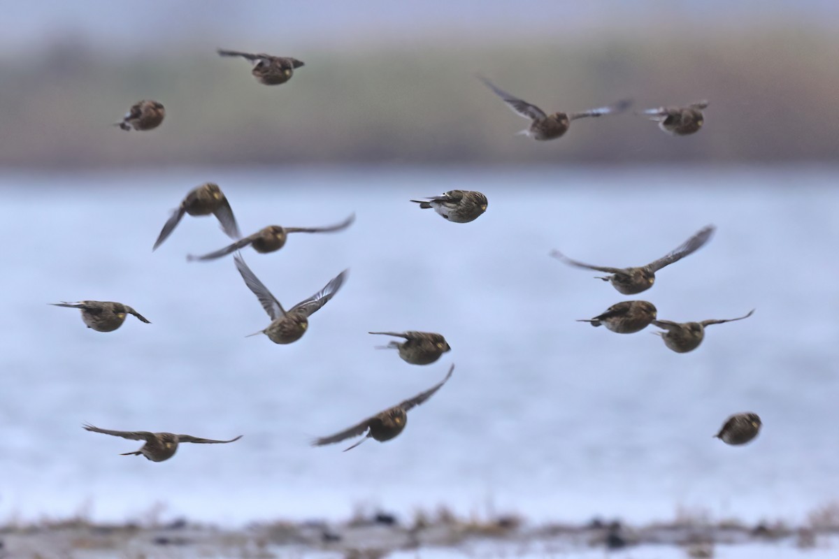 キバシヒワ - ML646851318