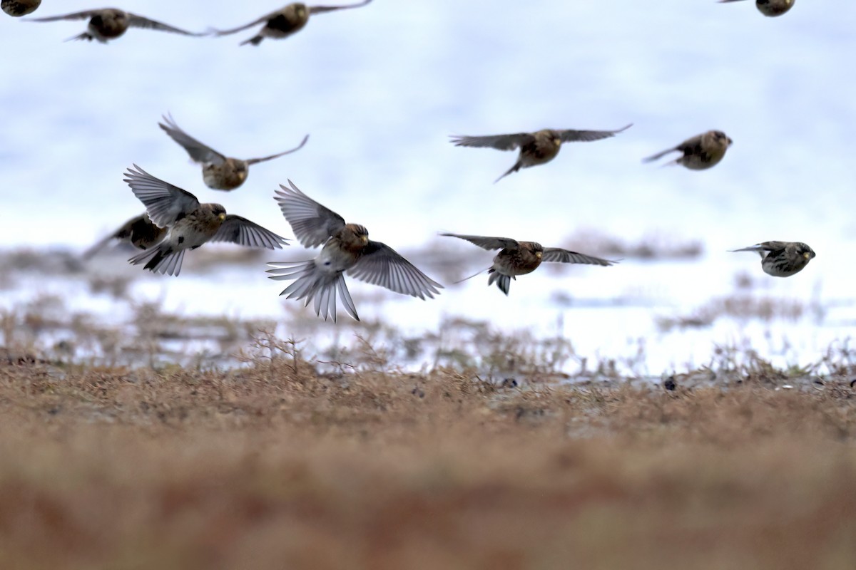 キバシヒワ - ML646851319