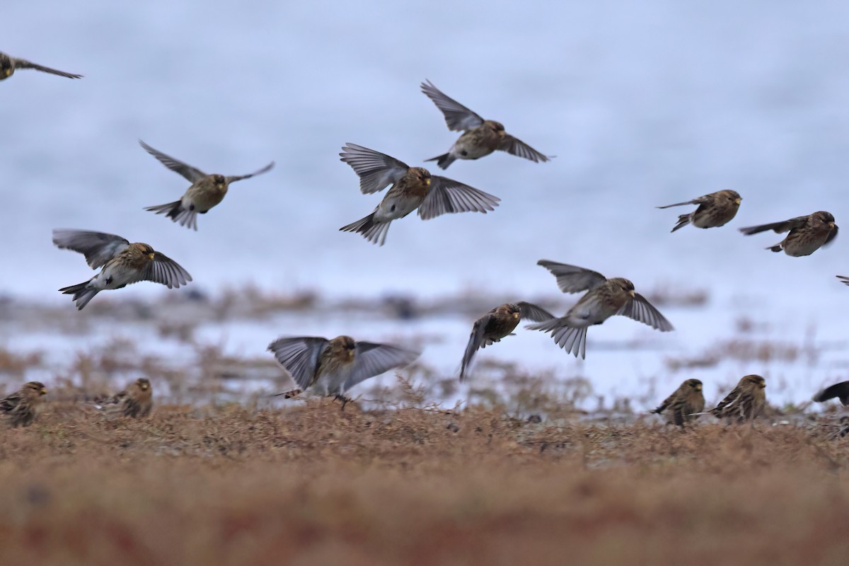 キバシヒワ - ML646851320