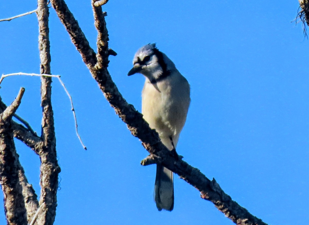 Mavi Karga - ML646851321