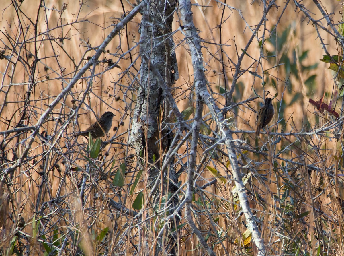 Swamp Sparrow - ML646851324