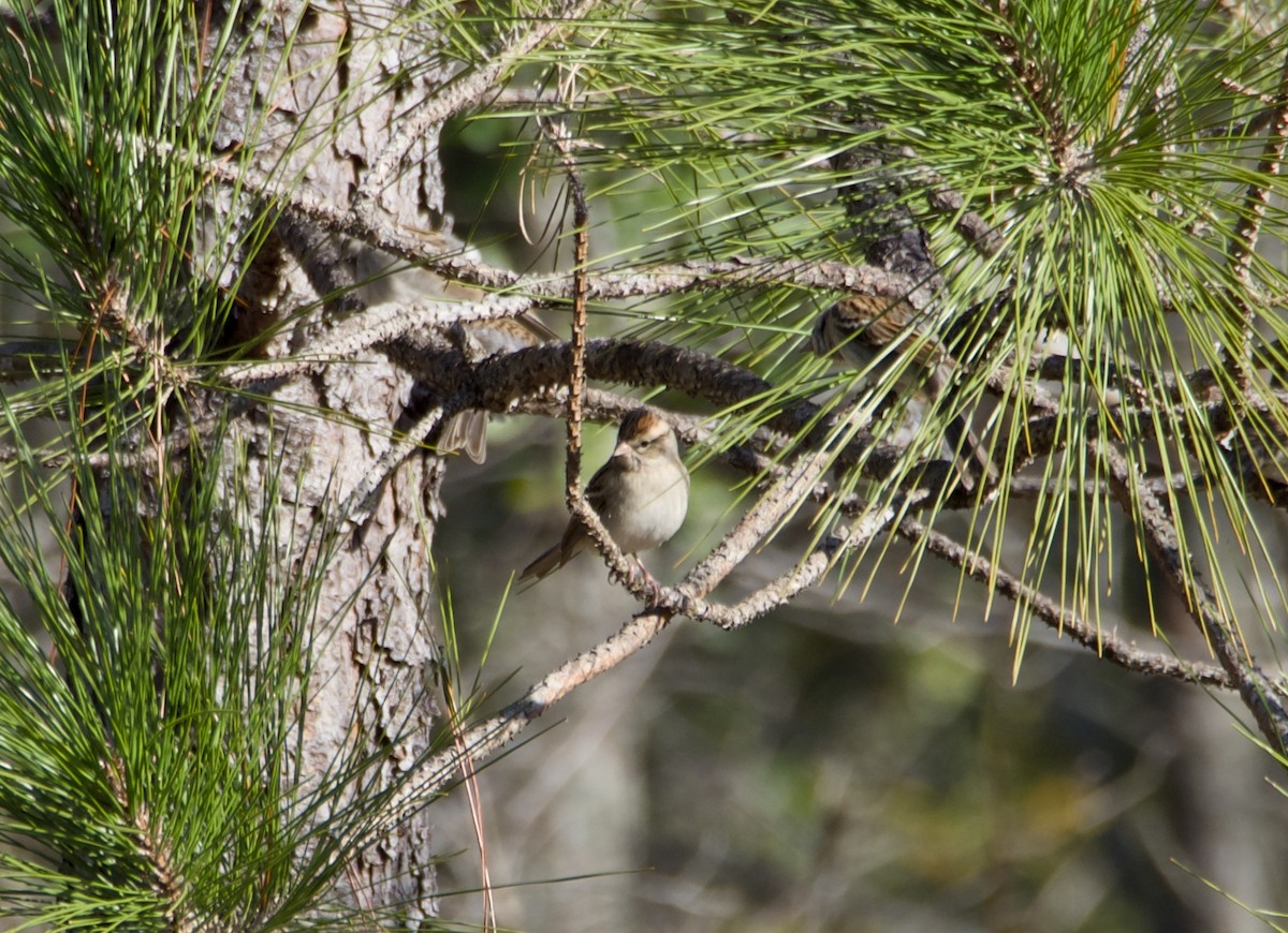 Chipping Sparrow - ML646851326