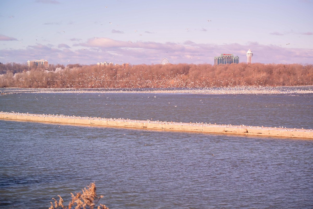 Larinae sp. - ML646851327