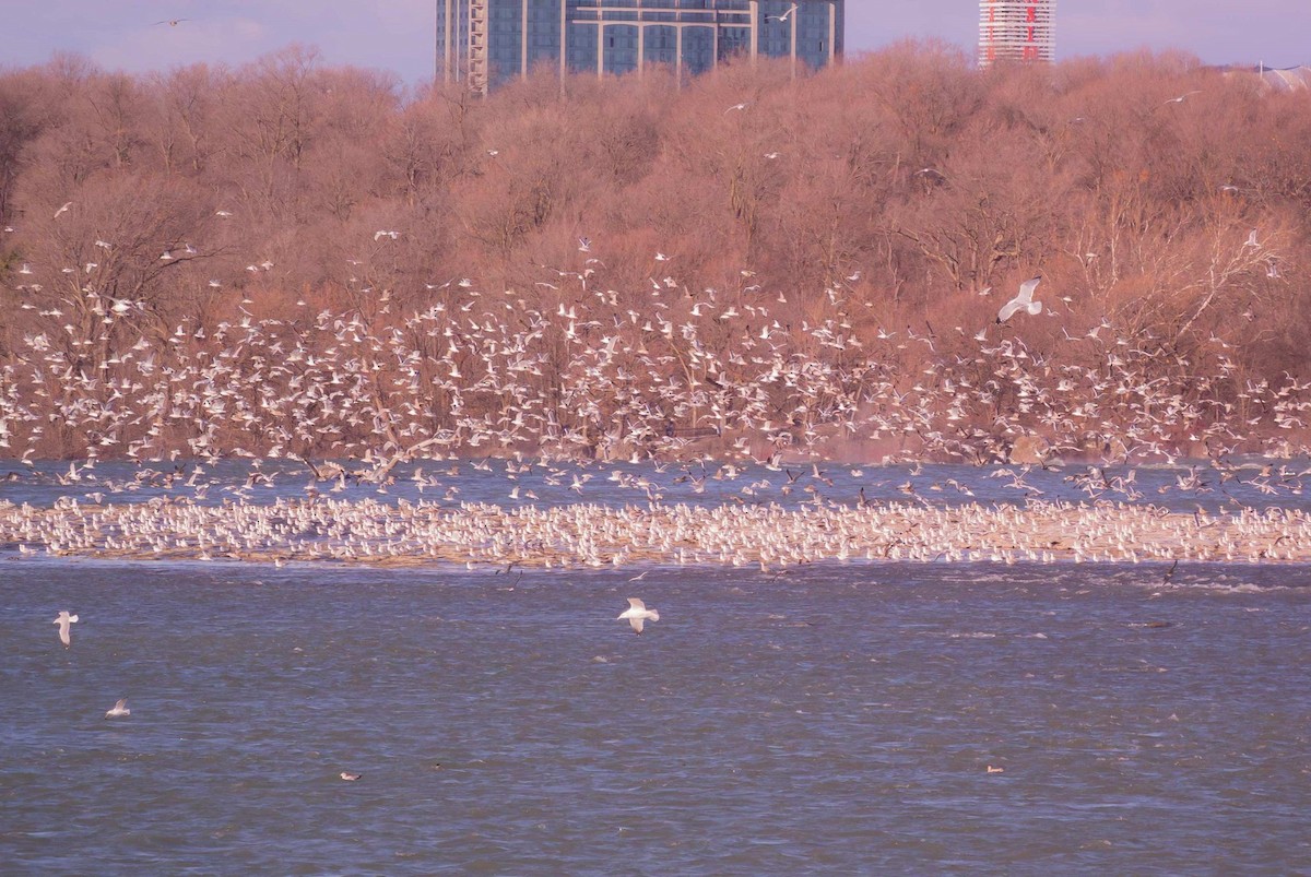 Larinae sp. - ML646851328