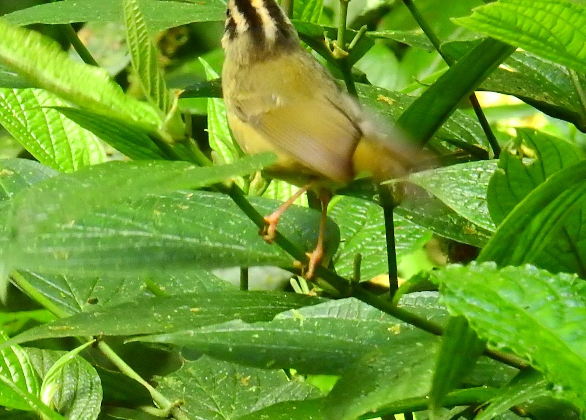 Fahlscheitel-Waldsänger - ML646851332