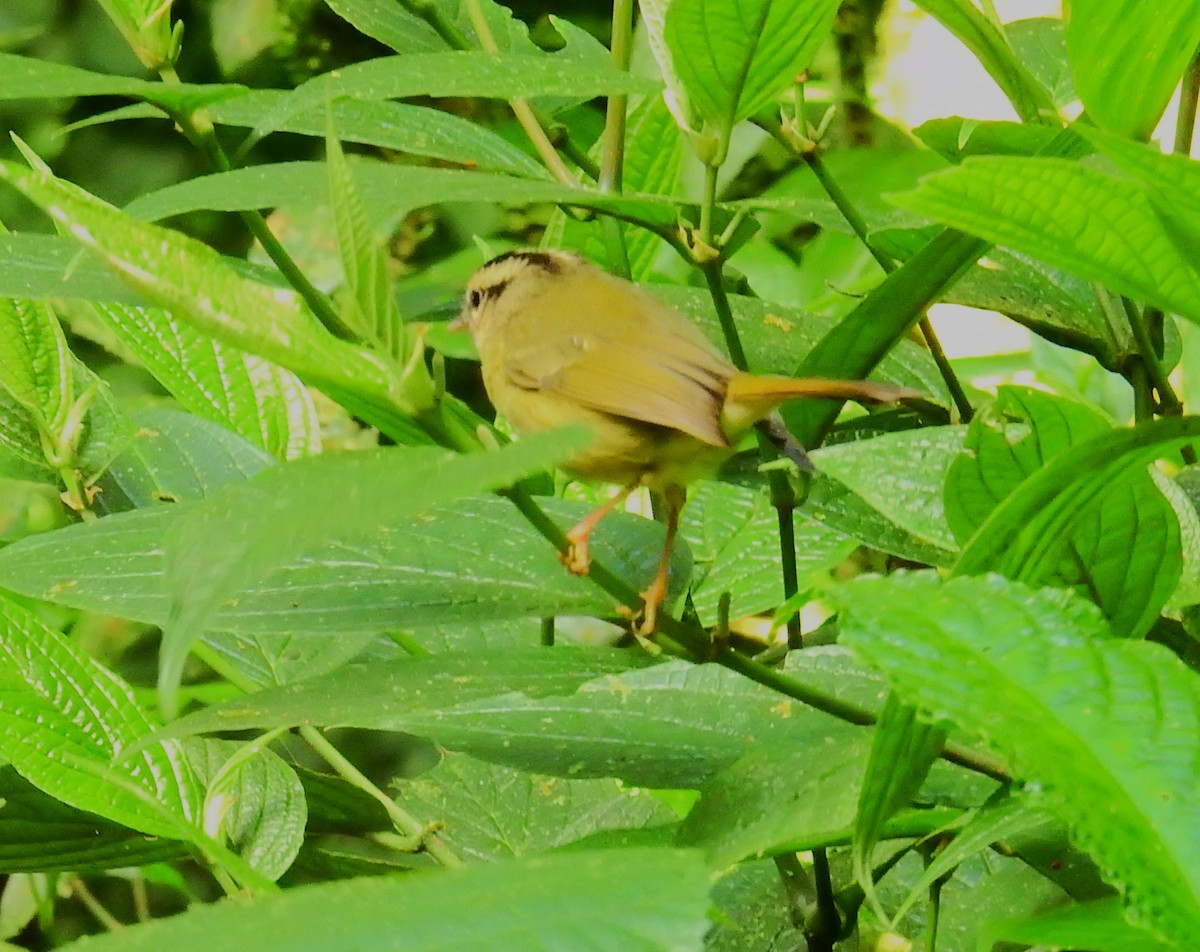 Fahlscheitel-Waldsänger - ML646851334