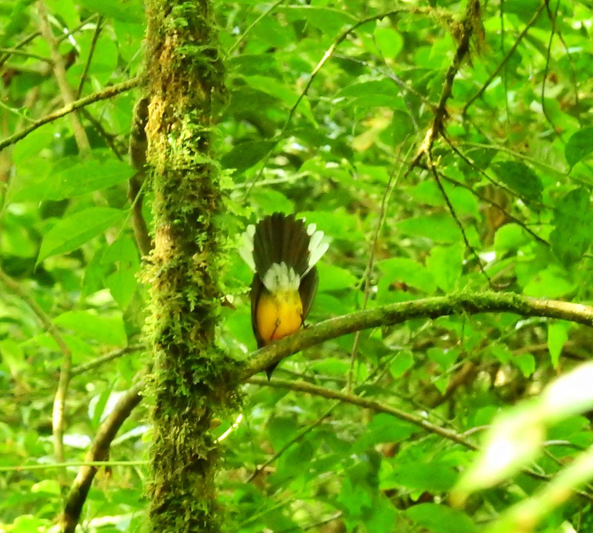 Larvenwaldsänger - ML646851335