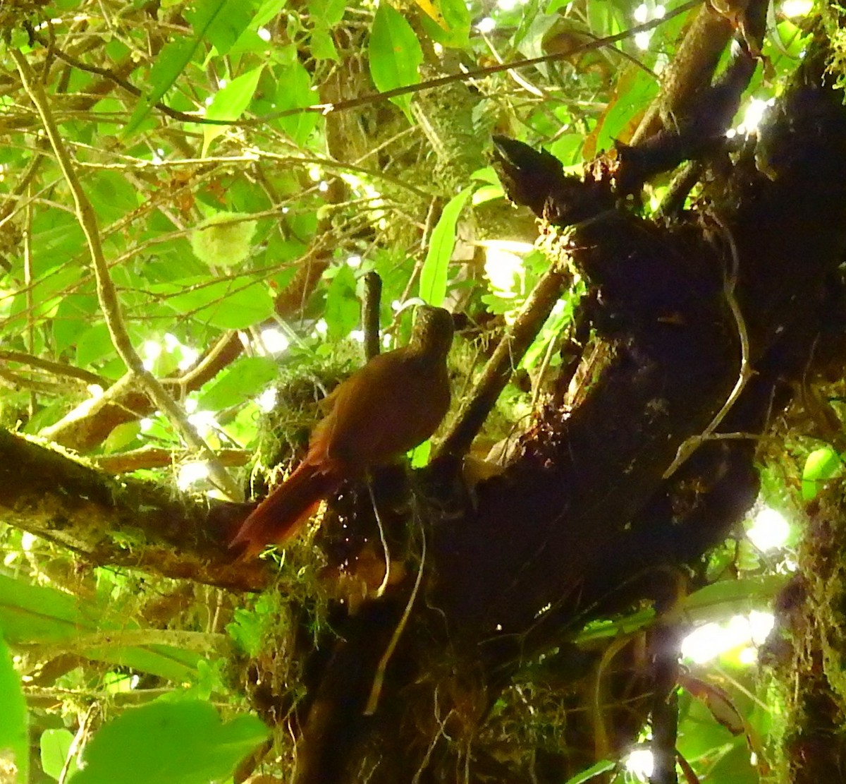 Brown-billed Scythebill - ML646851336