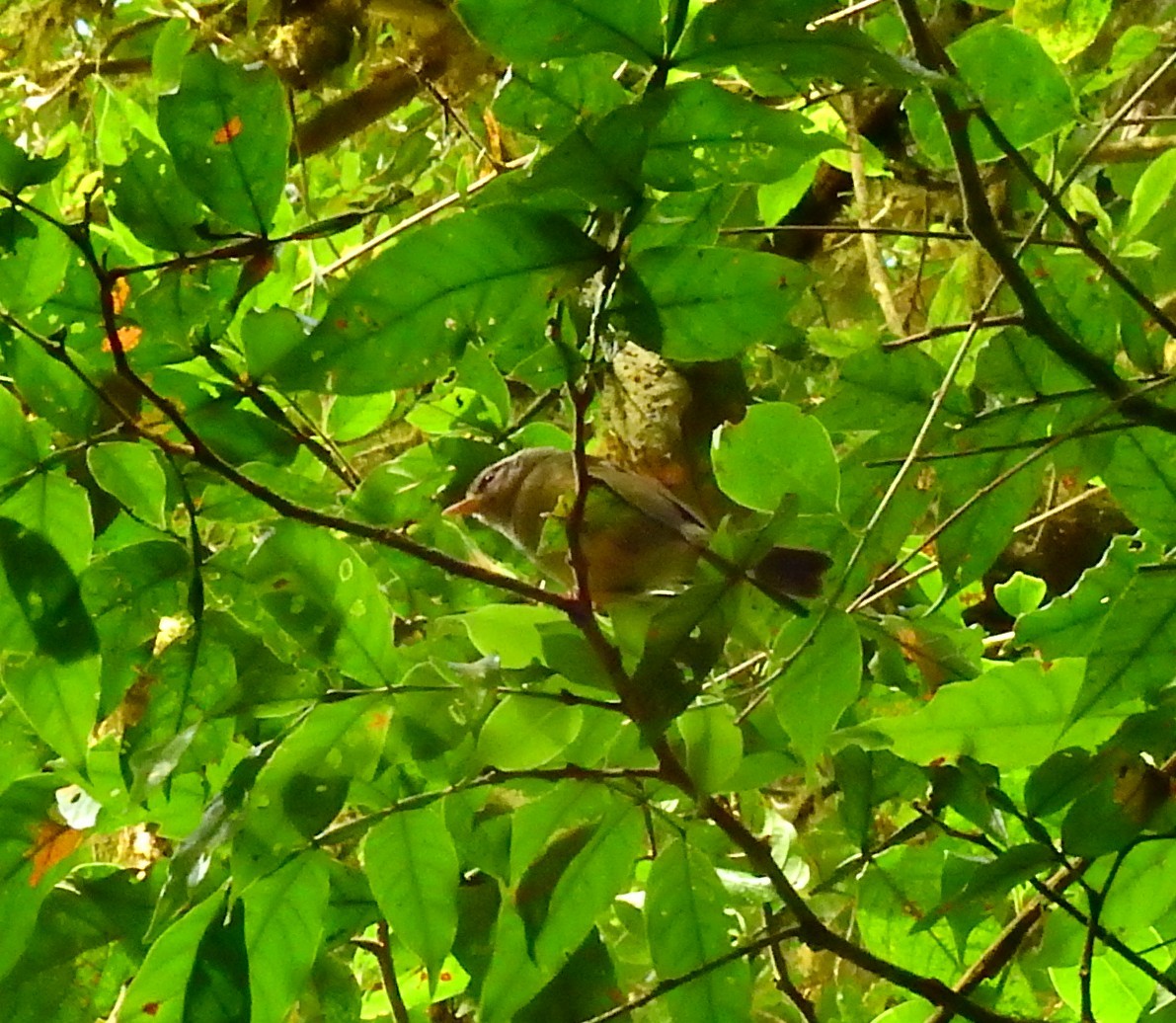 Fahlscheitel-Waldsänger - ML646851337