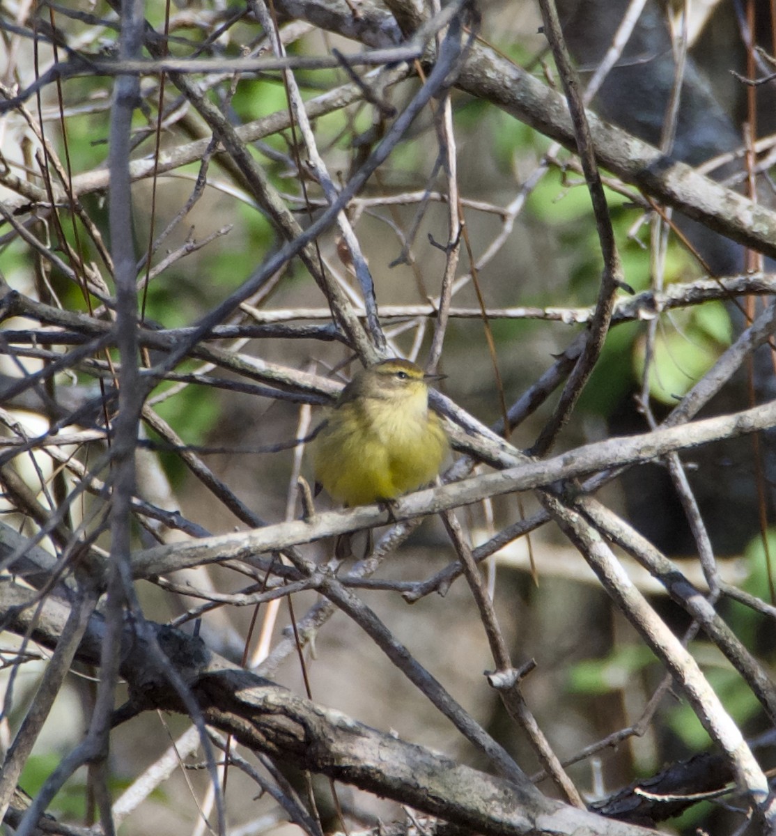 Palm Warbler - ML646851341
