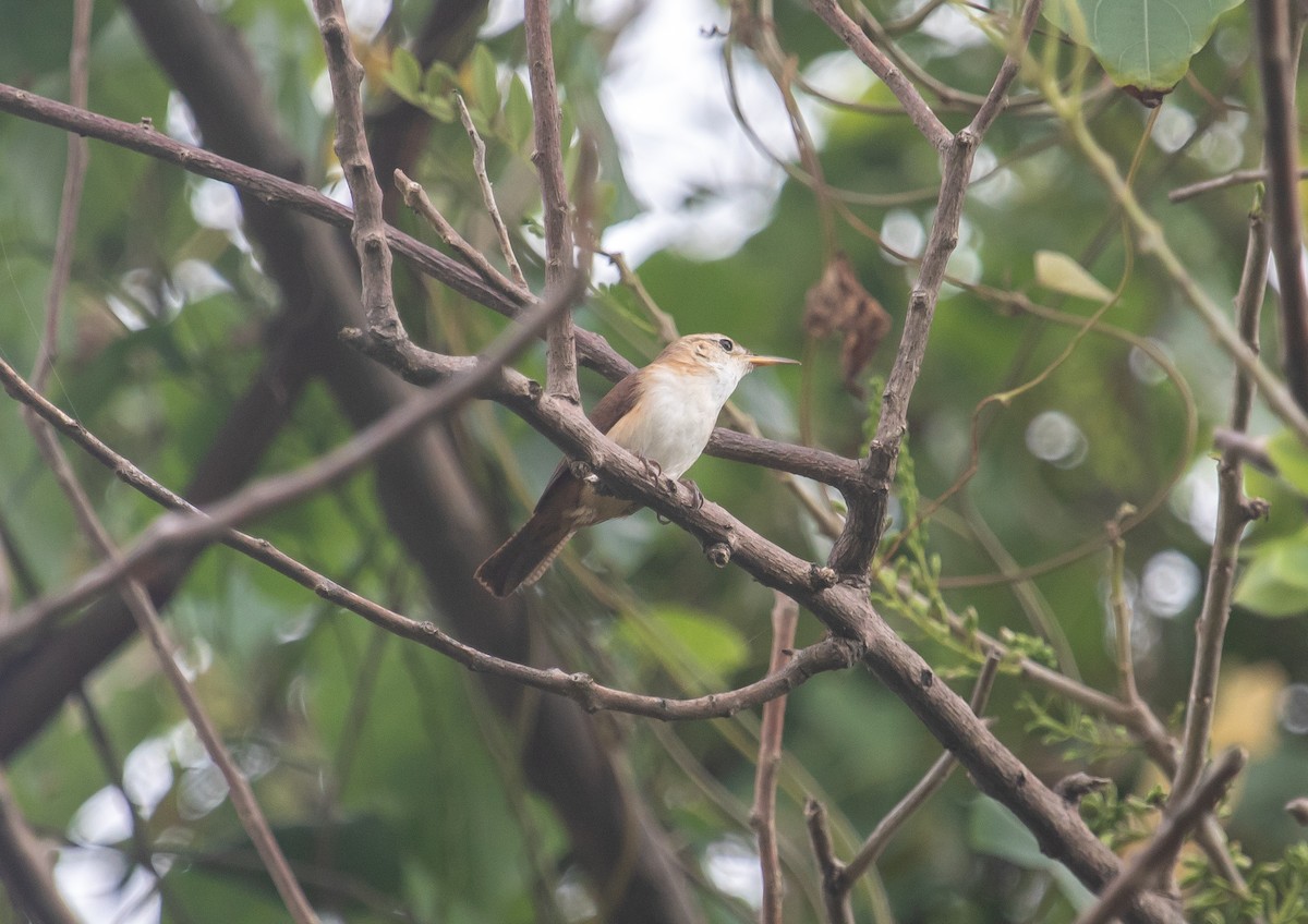 St. Vincent Wren - ML646851352