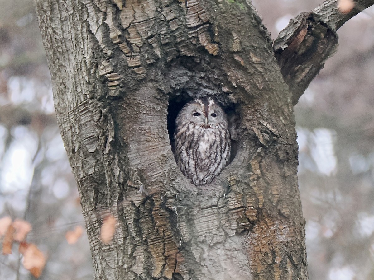 Tawny Owl - ML646851353