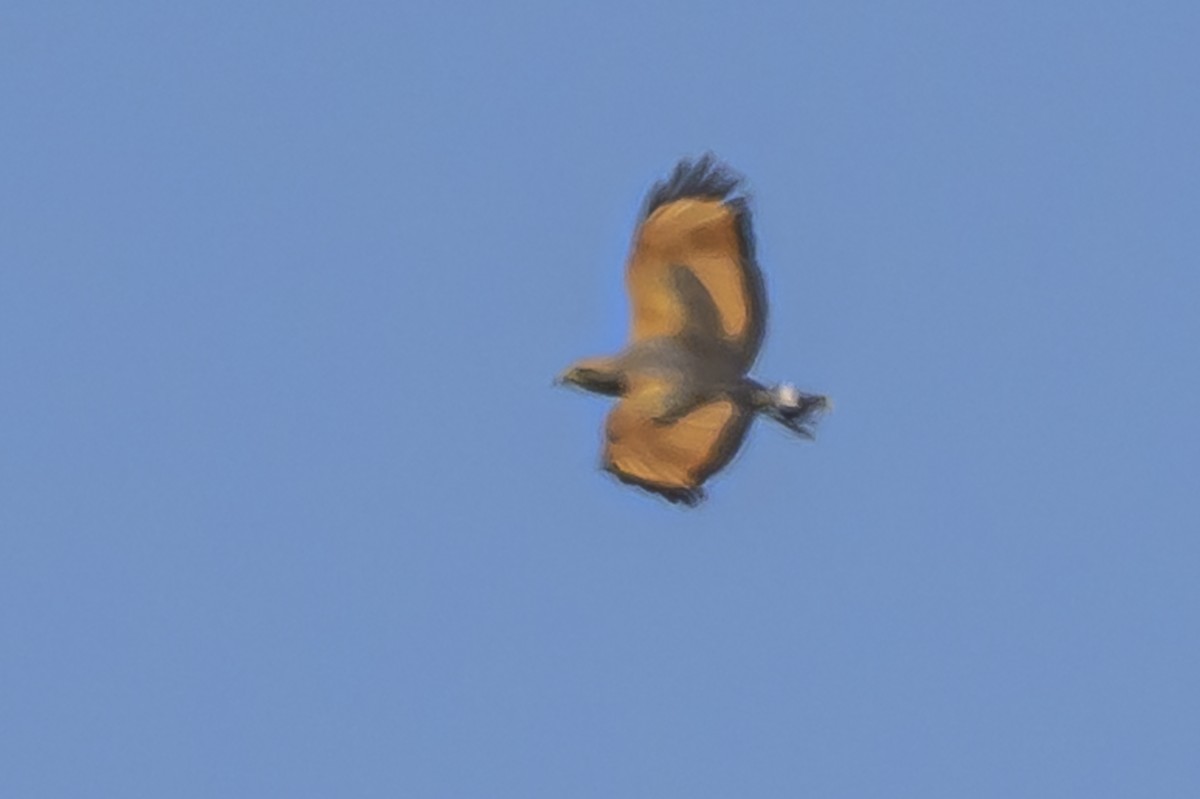 Savanna Hawk - ML646851354