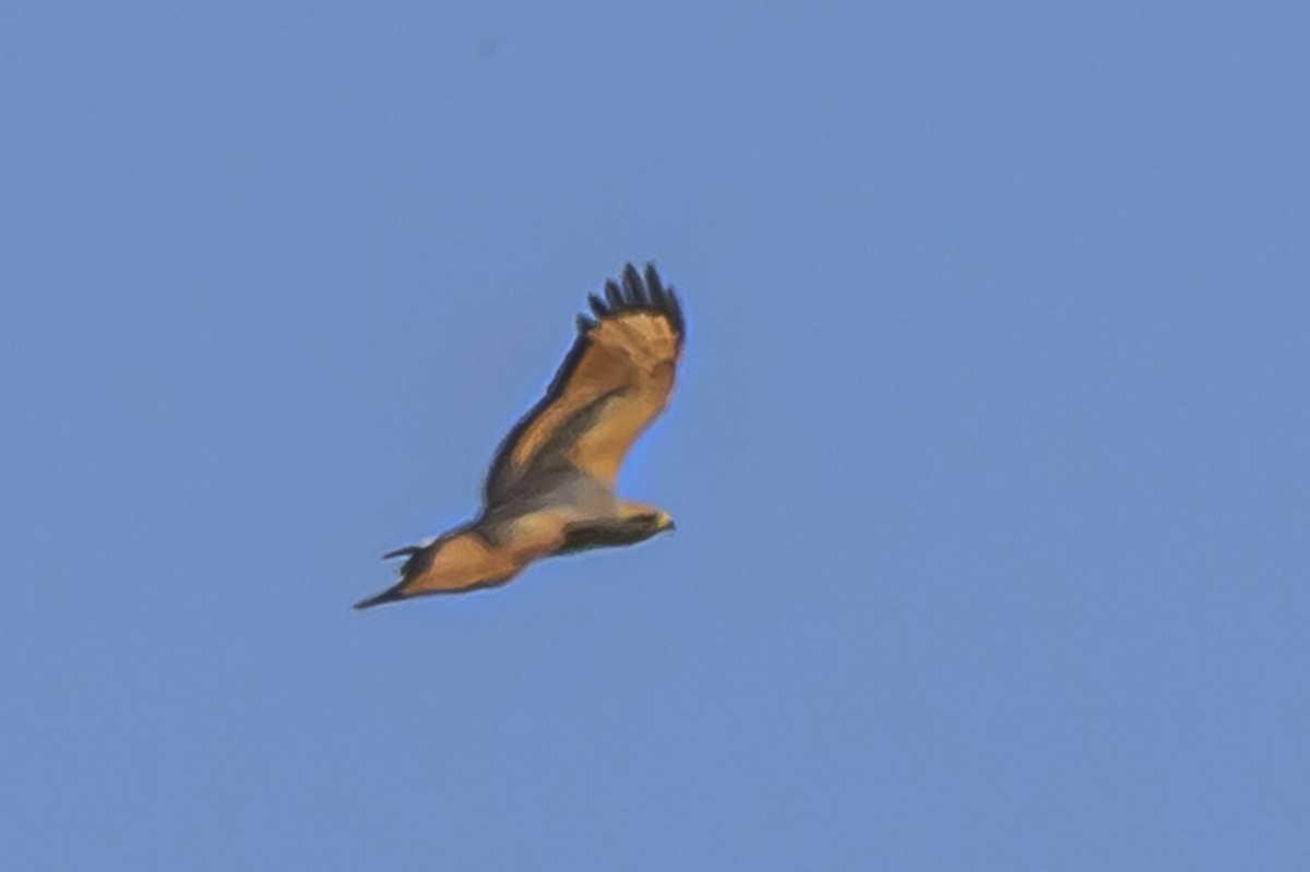 Savanna Hawk - ML646851355