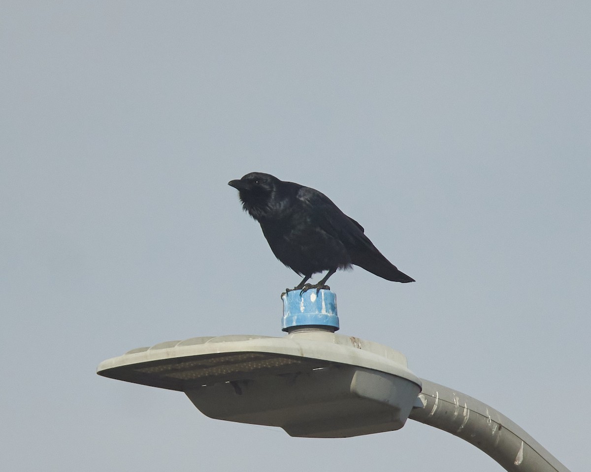 Рыбная ворона - ML646851356