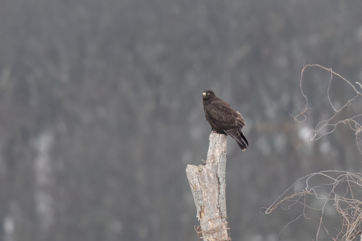 Rough-legged Hawk - ML646851361