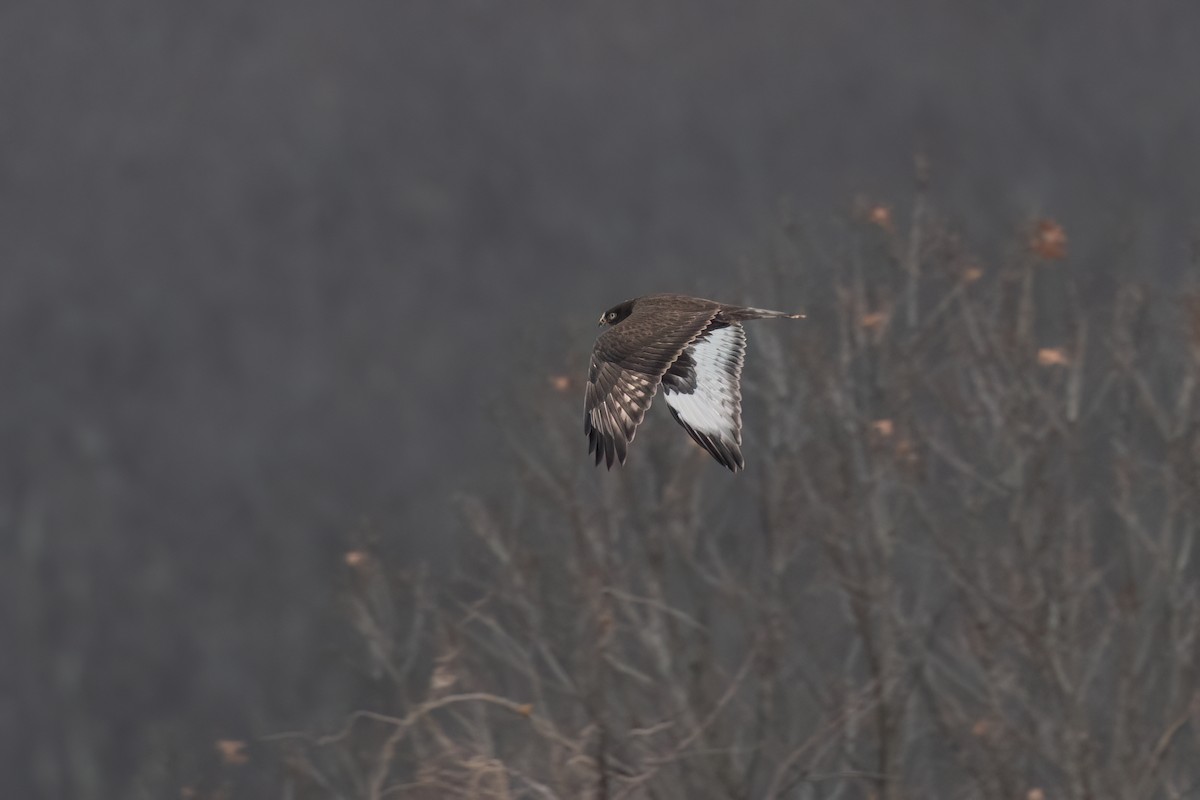 Rough-legged Hawk - ML646851369