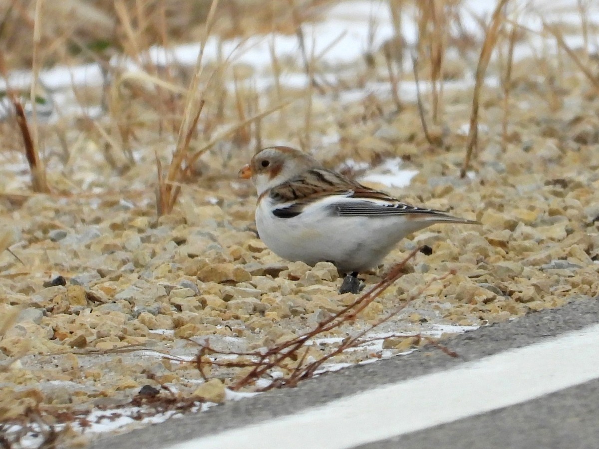 גיבתון שלג - ML646851370
