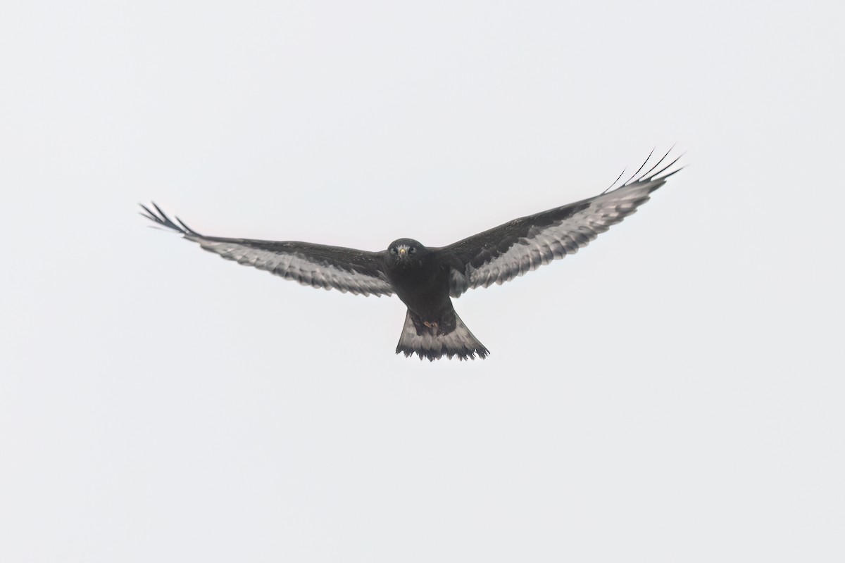 Rough-legged Hawk - ML646851377