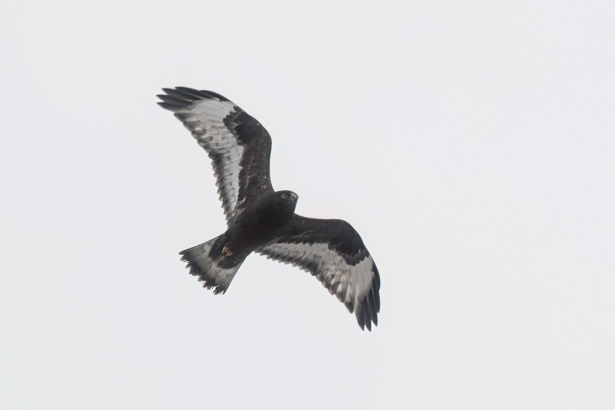Rough-legged Hawk - ML646851378
