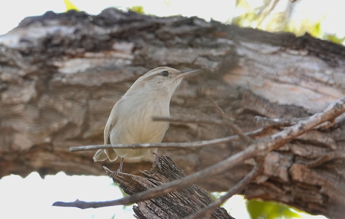 Bewick's Wren - ML646851379