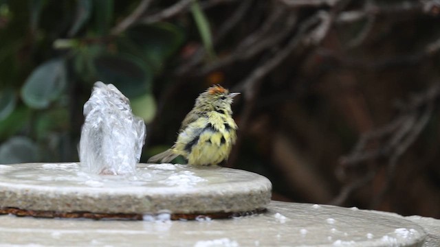 サメズアカアメリカムシクイ - ML646851380