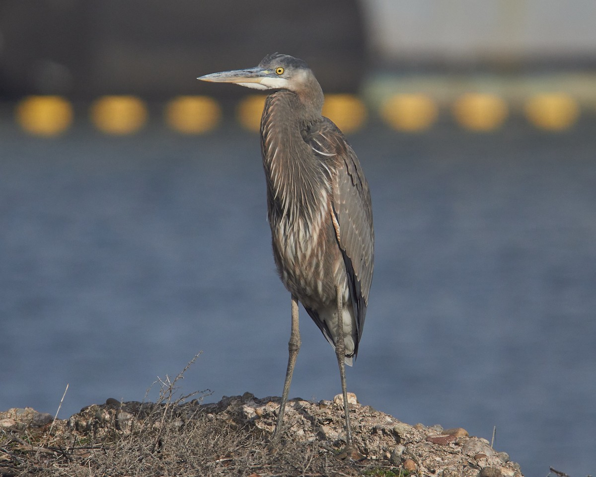 Большая голубая цапля - ML646851381