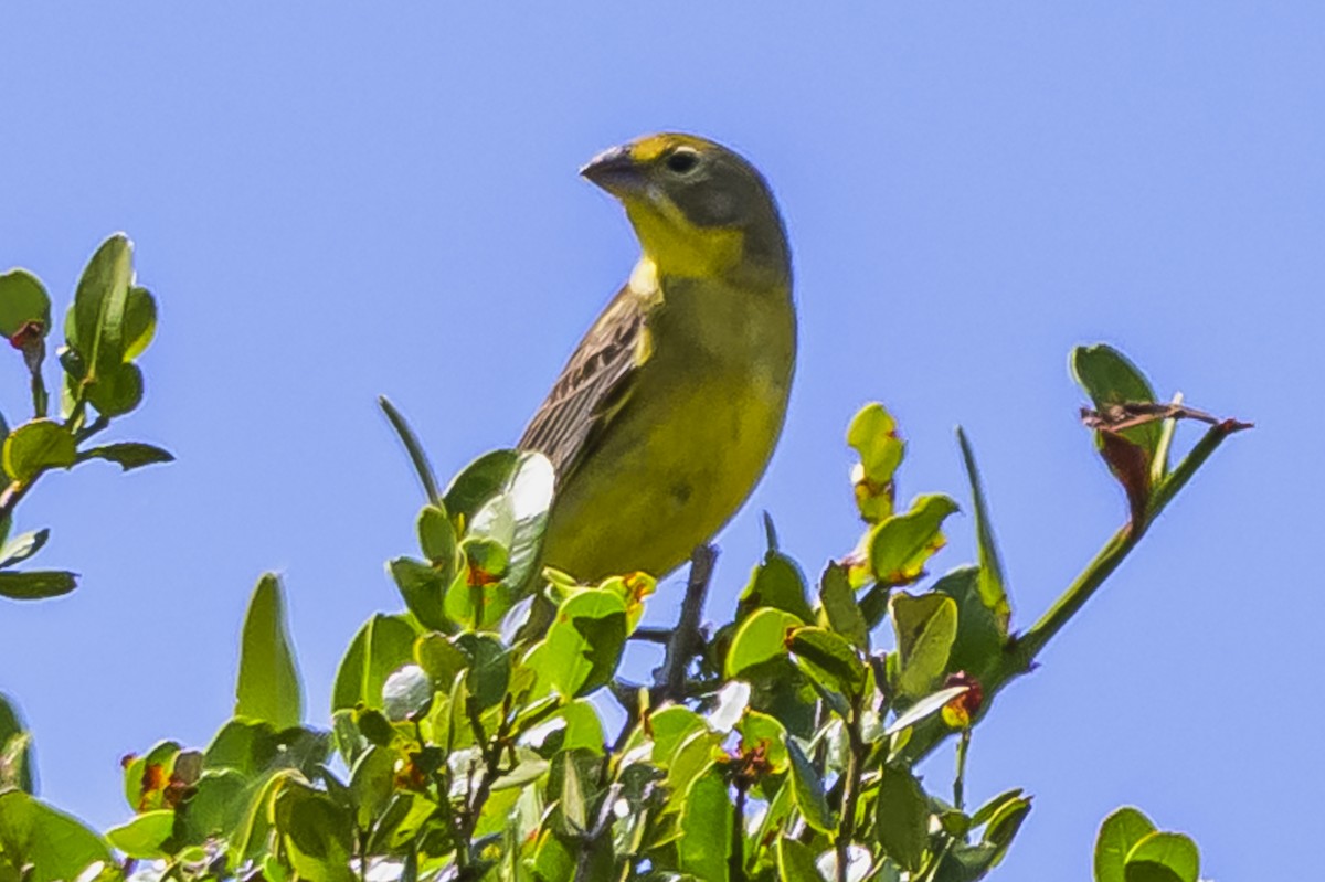 Короткоклювый зерноед - ML646851382