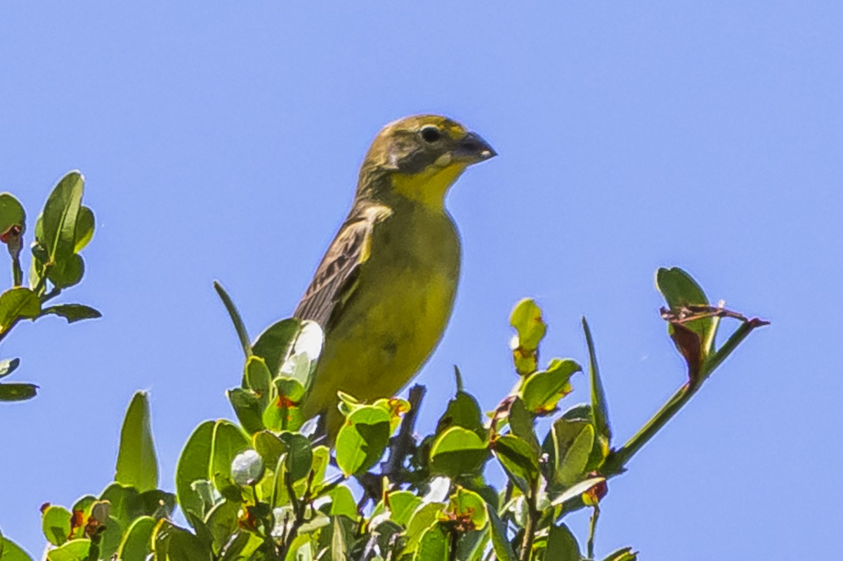 Короткоклювый зерноед - ML646851383
