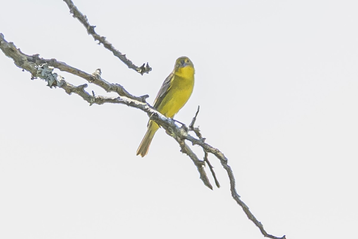 Grassland Yellow-Finch - ML646851387