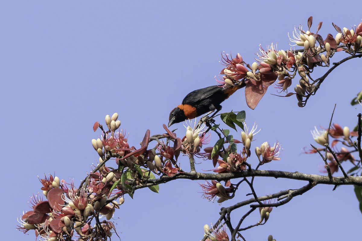 Red-vented Malimbe - ML646851388