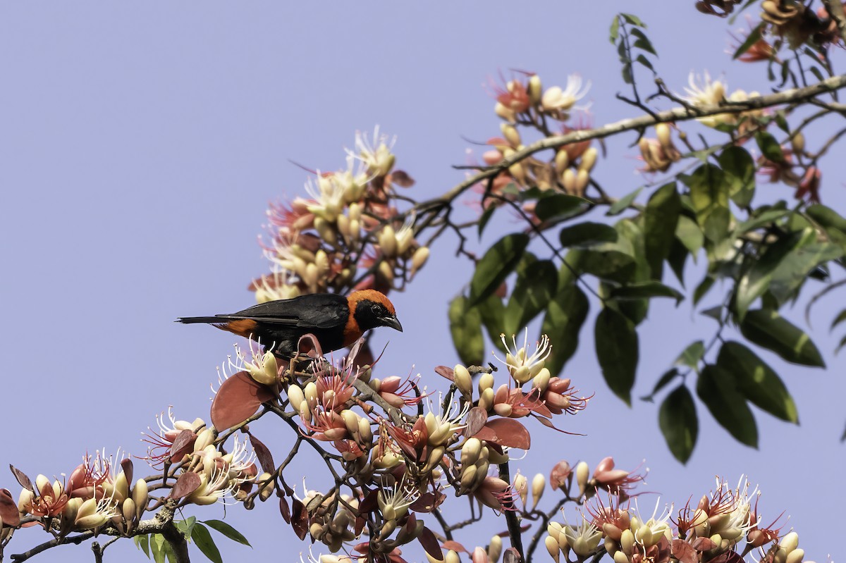 Red-vented Malimbe - ML646851389