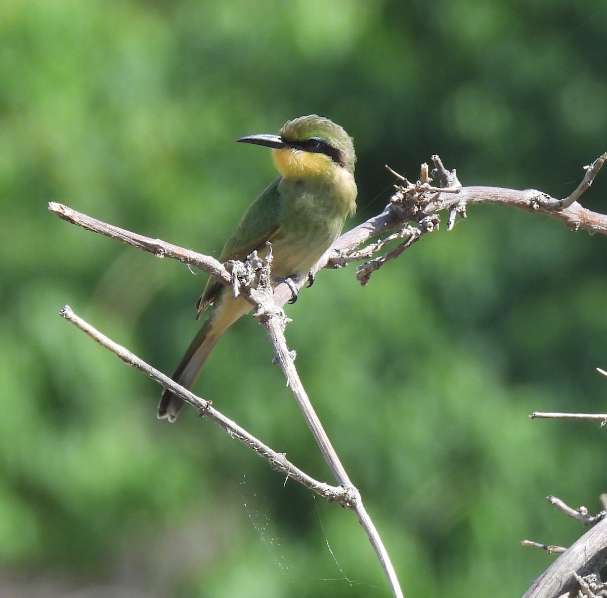 Little Bee-eater - ML646851390