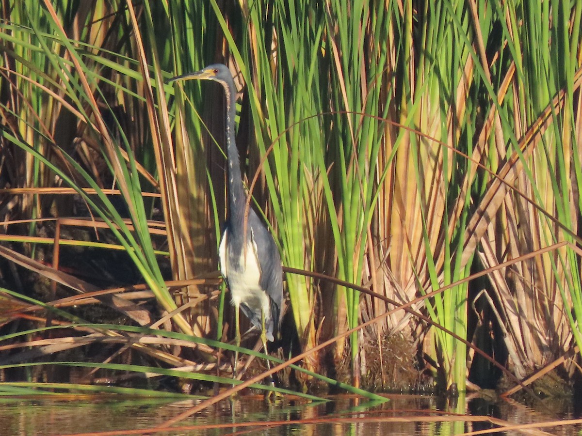 Tricolored Heron - ML646851391