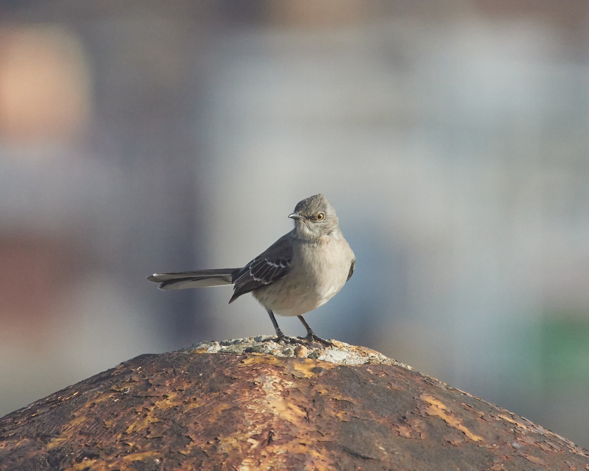 Northern Mockingbird - ML646851392
