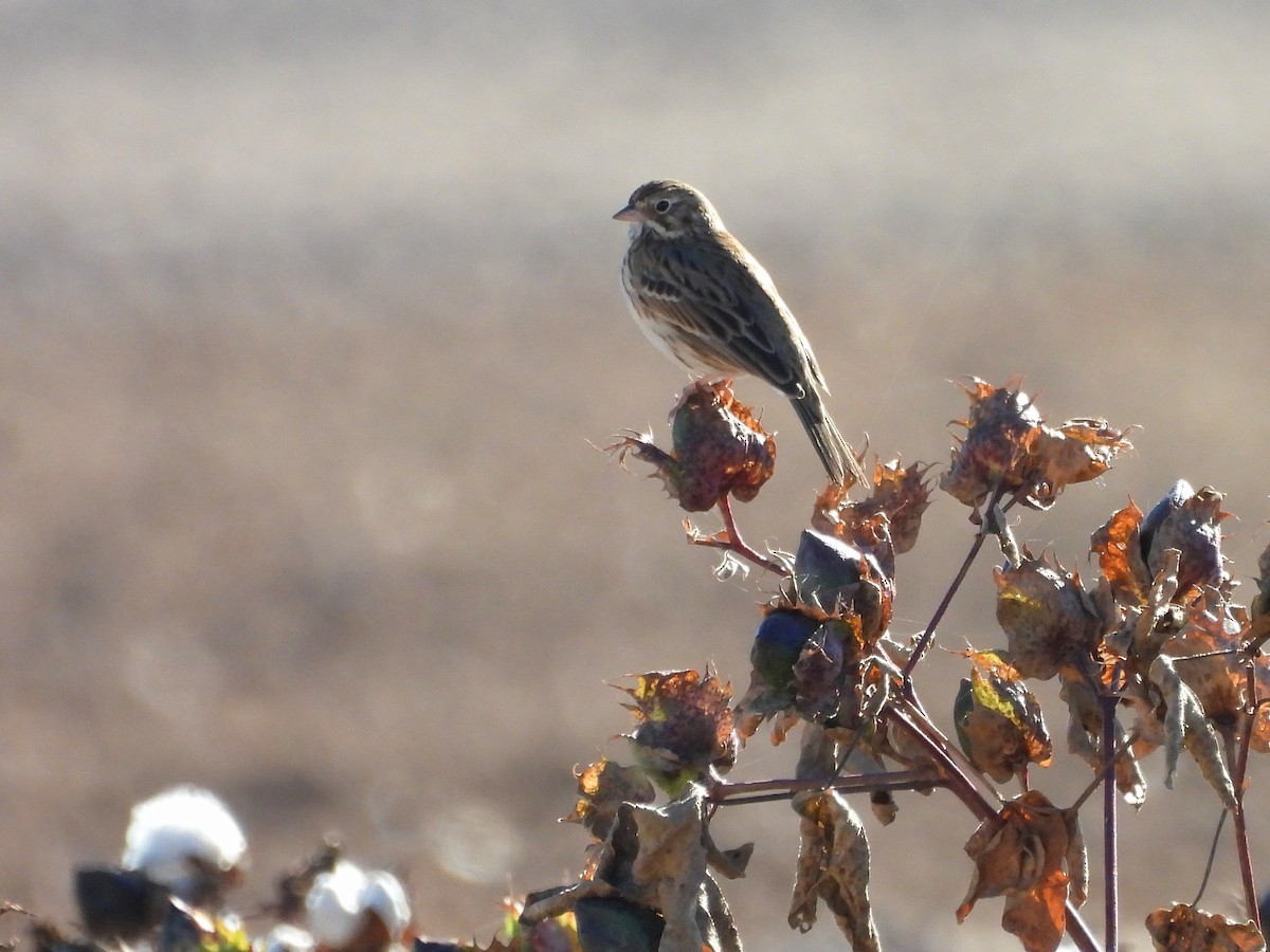 Vesper Sparrow - ML646851393
