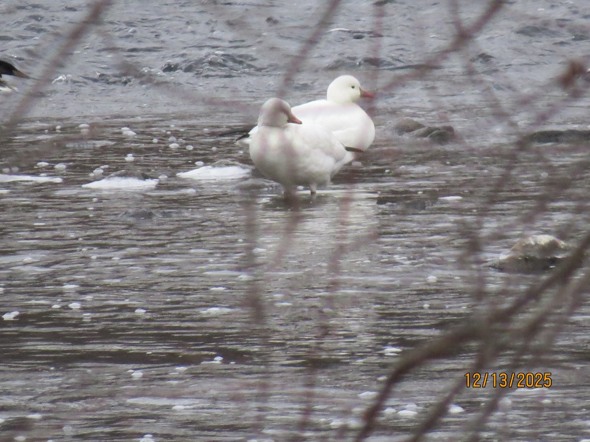 אווז קנדי - ML646851394