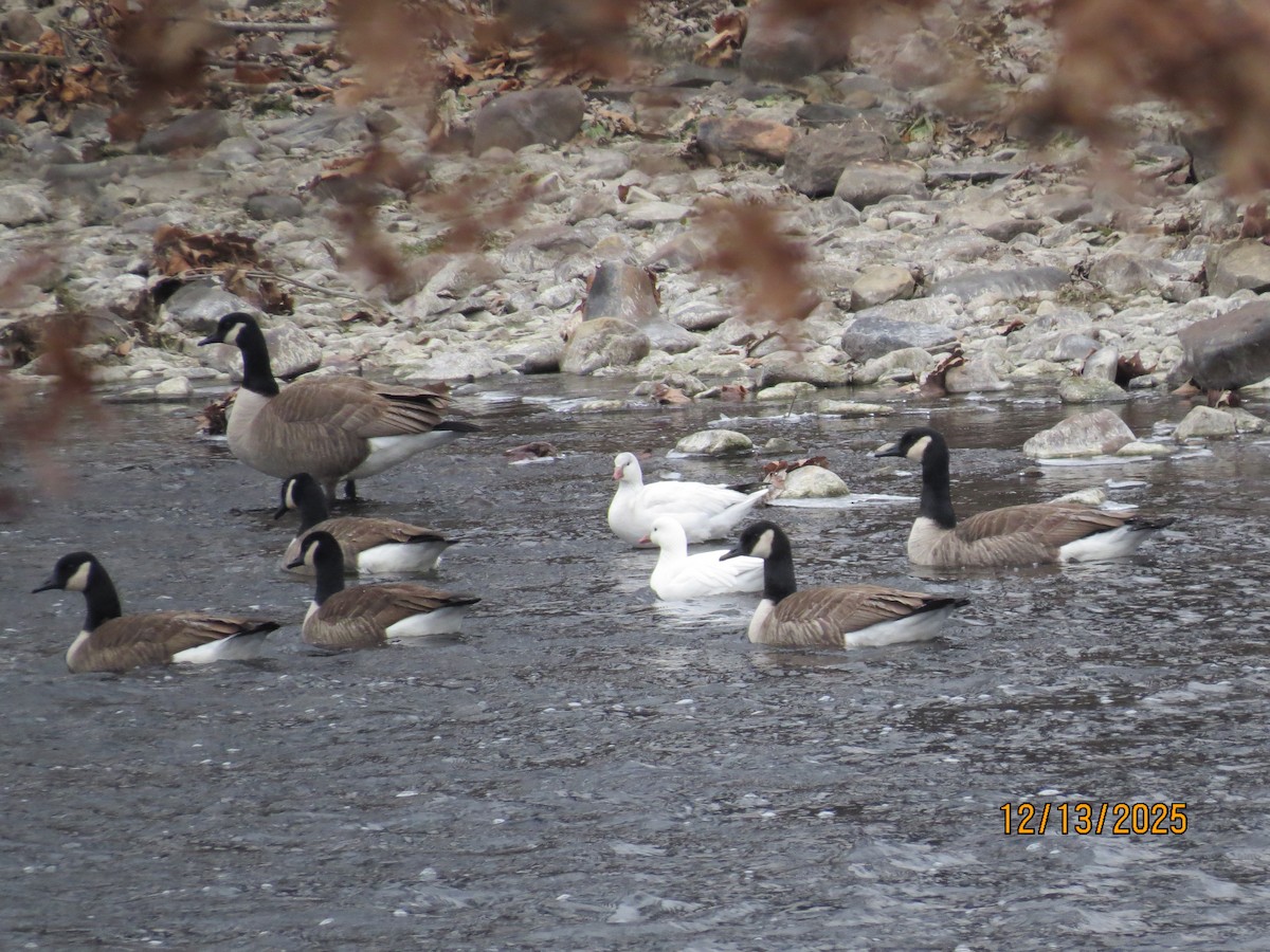 אווז קנדי - ML646851395