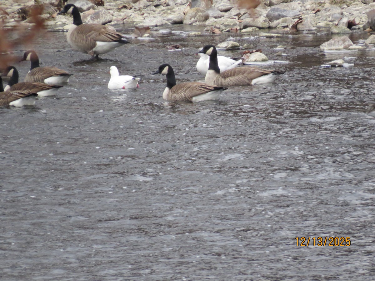 אווז קנדי - ML646851396