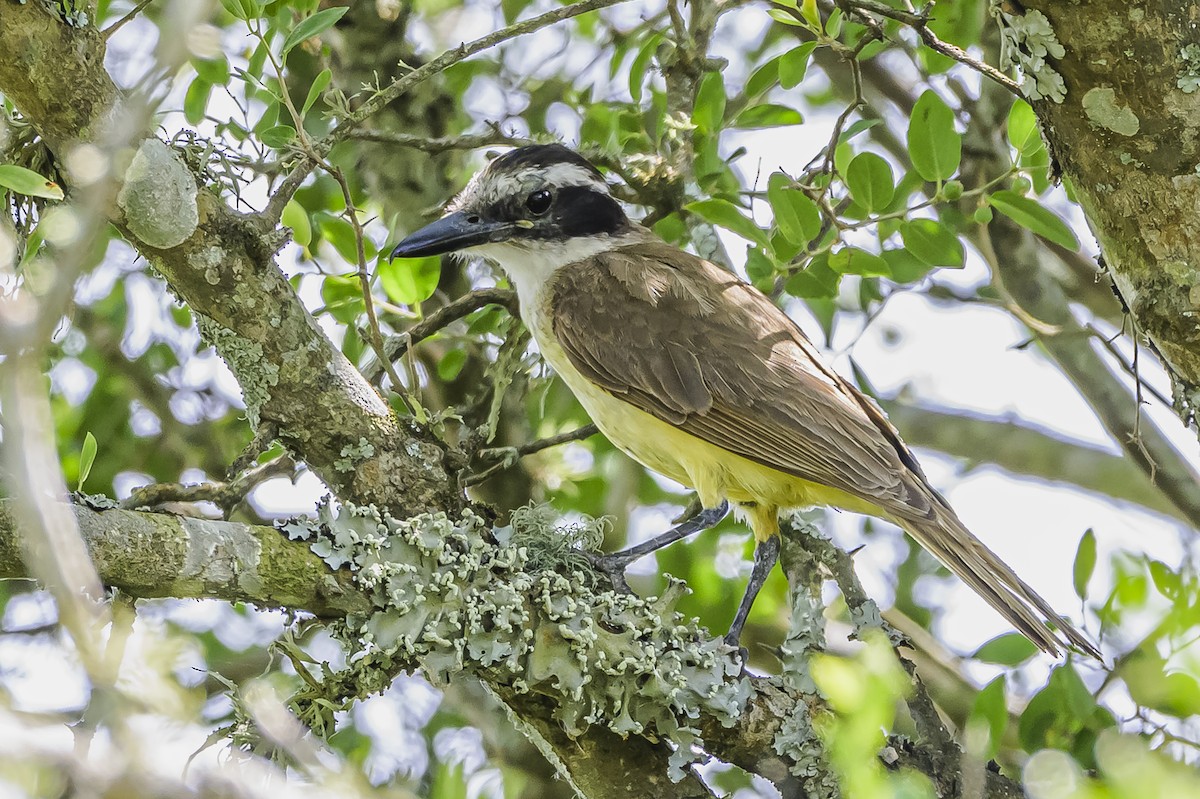 Great Kiskadee - ML646851399