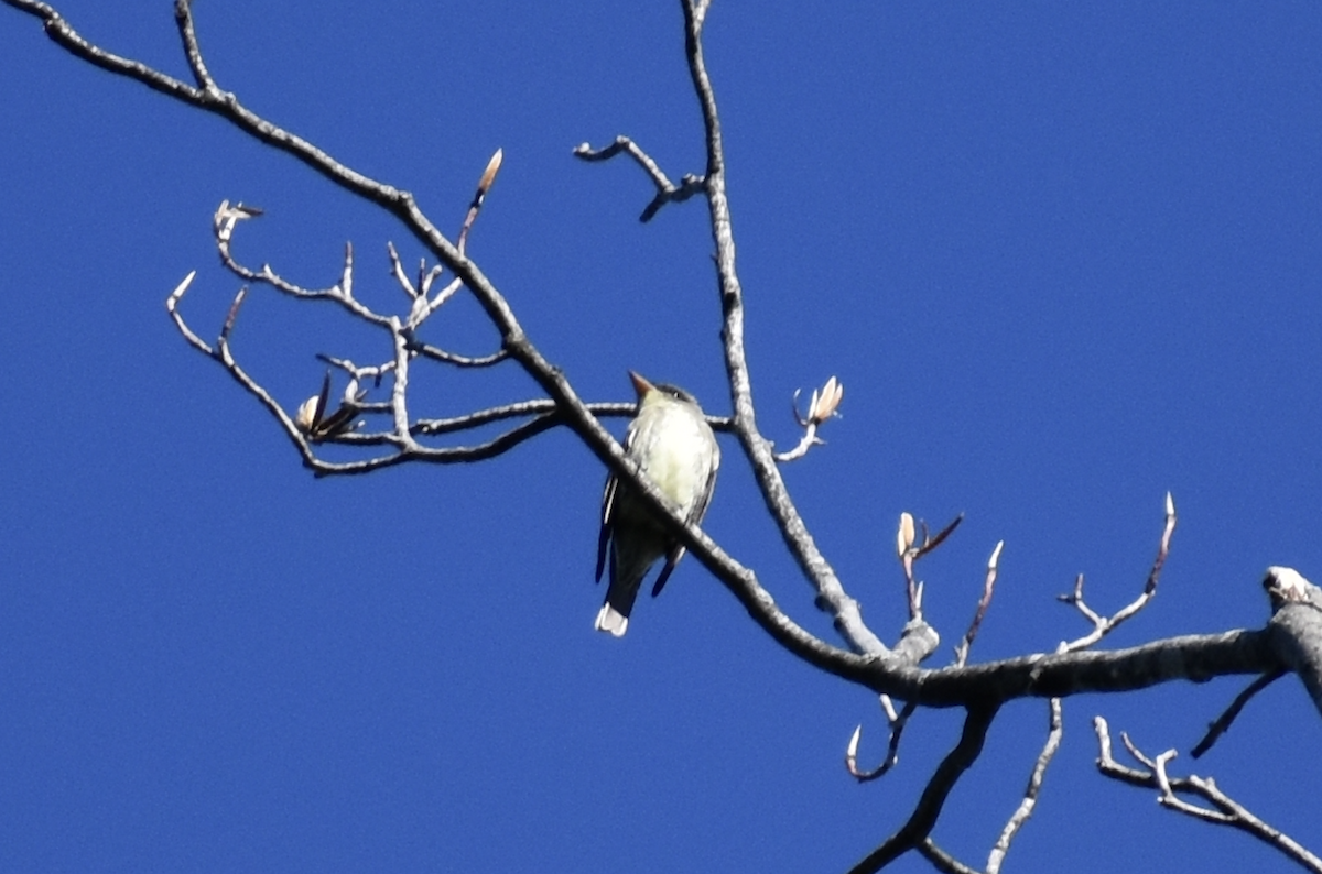 Olive-sided Flycatcher - ML646851403