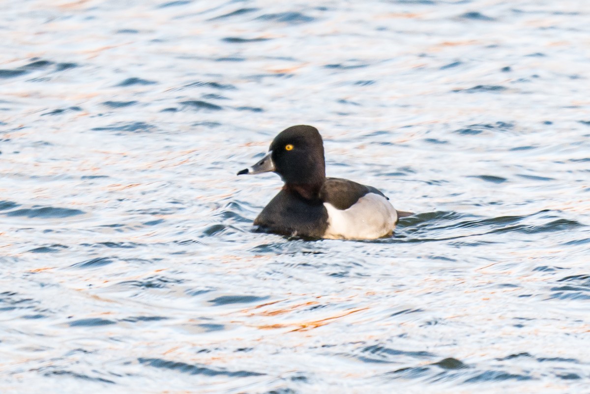 Ring-necked Duck - ML646851404