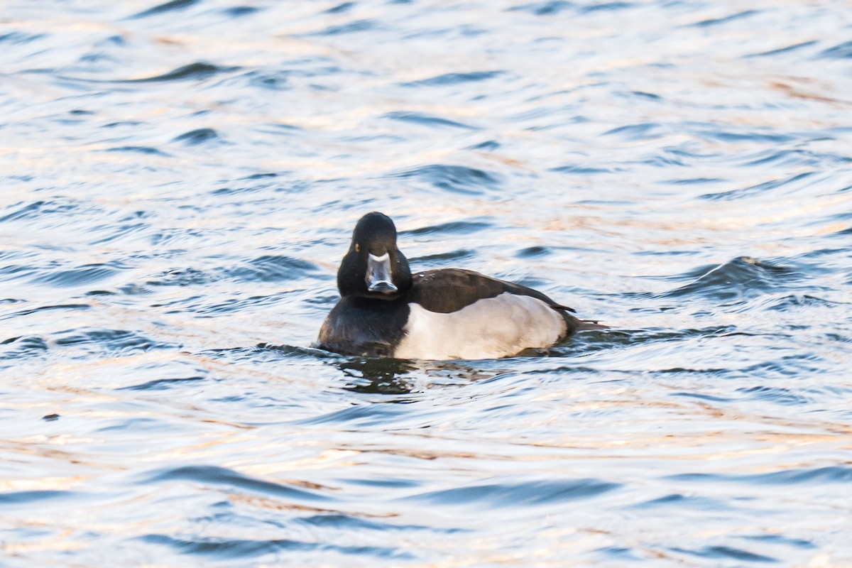 Ring-necked Duck - ML646851405