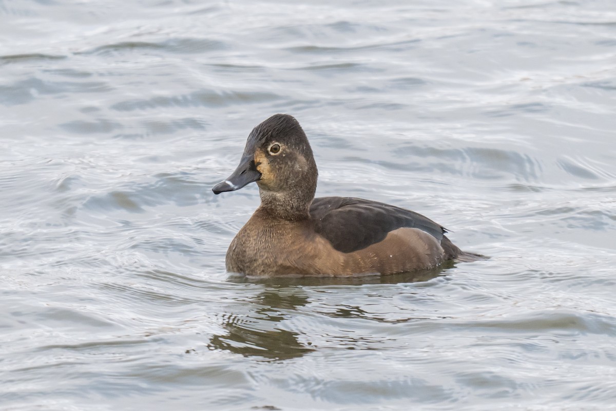Ring-necked Duck - ML646851406