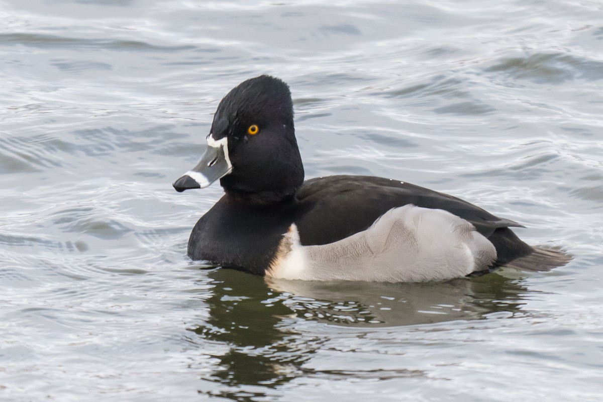 Ring-necked Duck - ML646851407