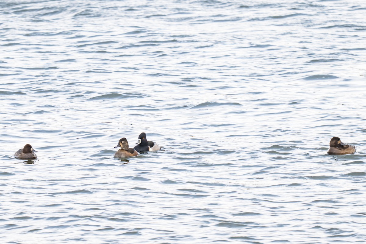 Ring-necked Duck - ML646851408